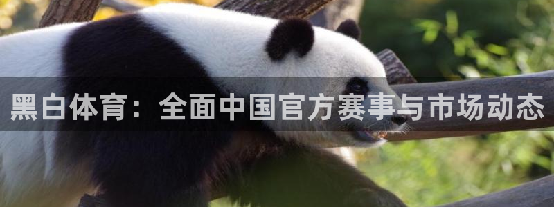 黑白体育：全面中国官方赛事与市场动态