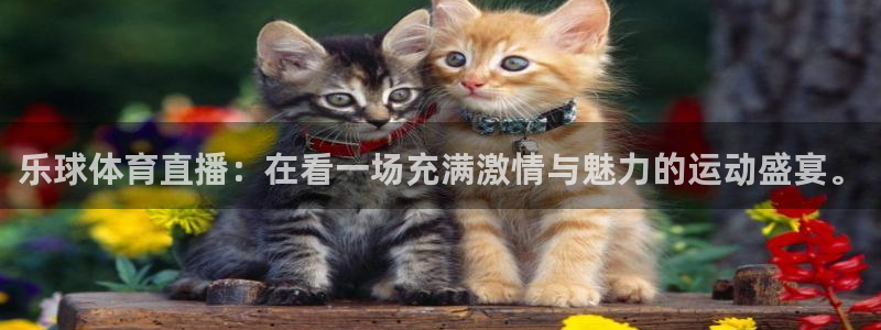 乐球体育直播：在看一场充满激情与魅力的运动盛宴。