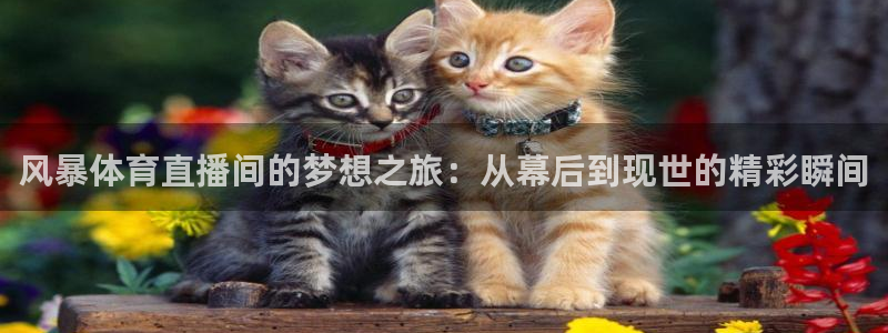 风暴体育直播间的梦想之旅：从幕后到现世的精彩瞬间