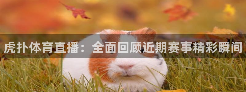 虎扑体育直播：全面回顾近期赛事精彩瞬间