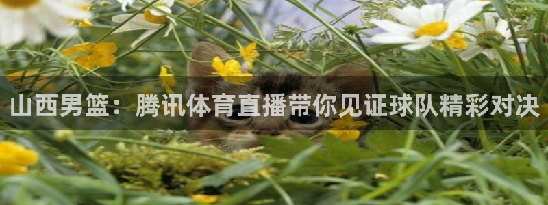 山西男篮：腾讯体育直播带你见证球队精彩对决
