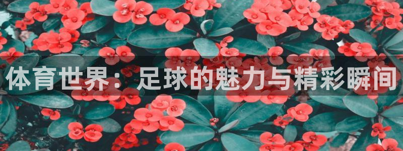 体育世界：足球的魅力与精彩瞬间
